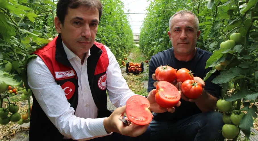 Amasya'da Domates Hasadı Coşkusu! Rekor Üretim Beklentisi