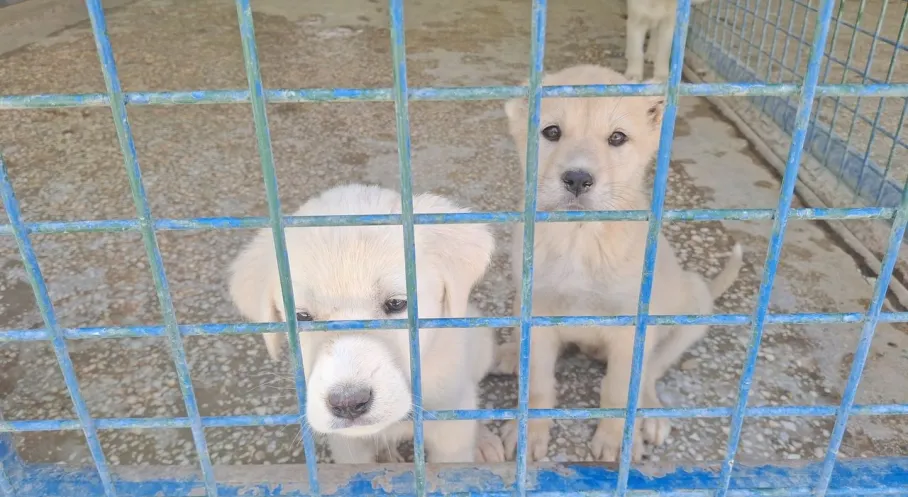 Beypazarı'nda Can Dostlara Yeni Yuva: Doğal Yaşam Barınağı Kapılarını Açtı!