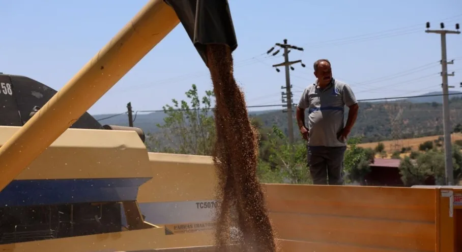 Bodrum'da Rekor Hasat! Belediyeden 3.5 Ton Karakılçık Buğdayı