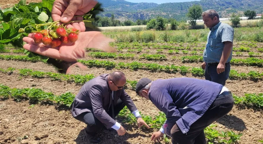 Burdur'da Çilek ve Gül Üretimi Göz Kamaştırıyor! Mamak Köyü'ne Ziyaret