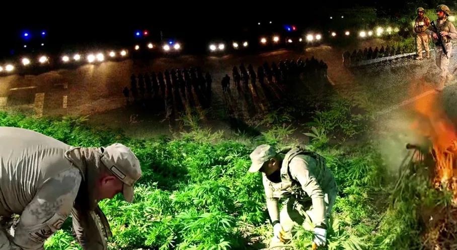 Diyarbakır'da Rekor Operasyon: 12 Milyondan Fazla Kök Kenevir Ele Geçirildi!