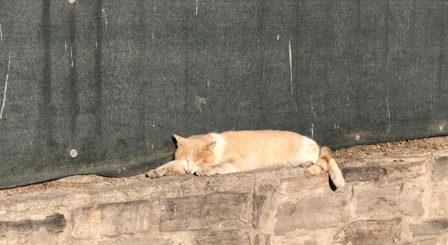 Kars'ta Güneş Keyfi Yapan Kedi Okul Duvarında Görüntülendi!