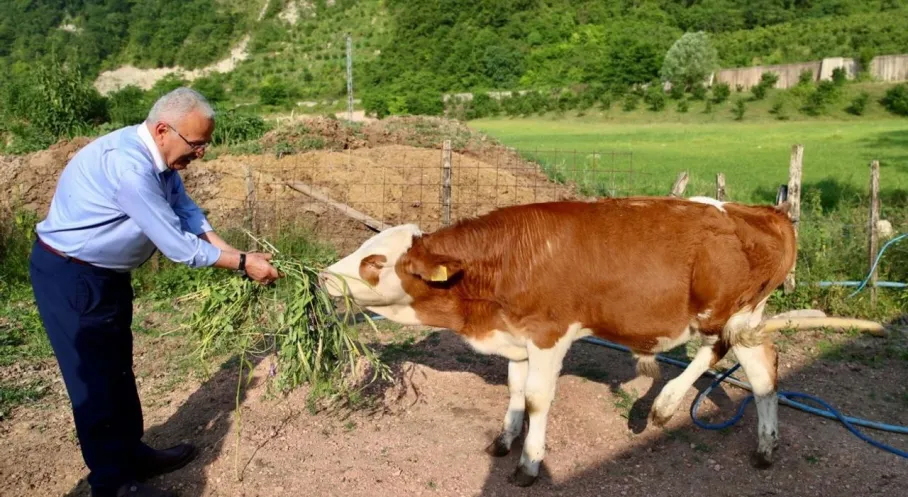 Ordu'da Besicilere Müjde! Büyükşehir'den Yem Desteği ile Süt Verimi Arttı