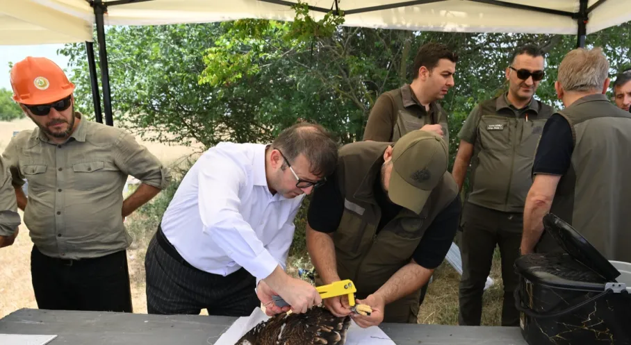 Trakya'da Leylekler ve Şah Kartallar Halkalanıyor! Göç Yolları Takibe Alındı