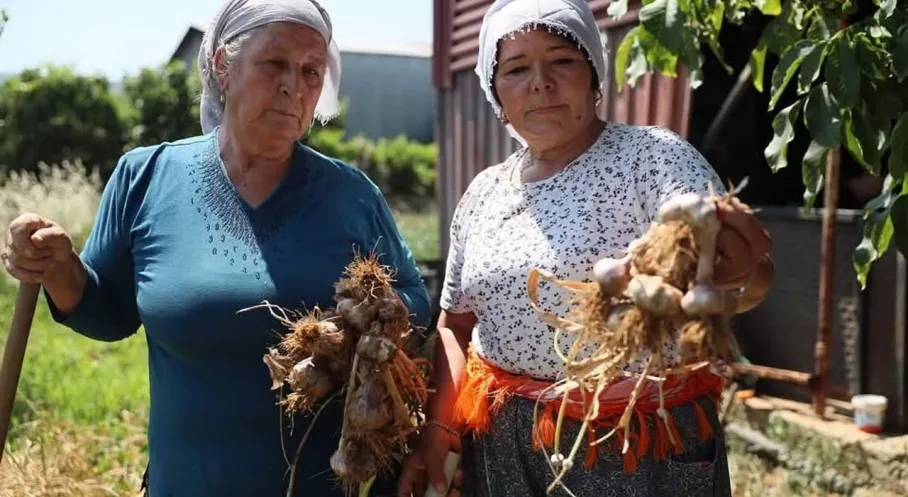 Ula Sarımsağı Coğrafi İşaret Aldı! Bölge Ekonomisine Büyük Katkı