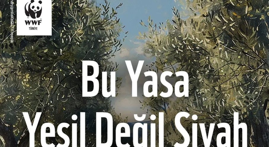 Zeytinlikler ve Korunan Alanlar Tehlikede! Meclis'e Sunulacak Yasa Teklifi Alarm Veriyor